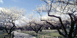 梅林公園