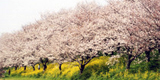 権現堂堤の桜