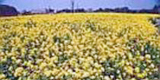 大宮花の丘農林公苑