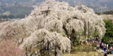 清雲寺のしだれ桜