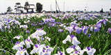菖蒲城趾あやめ園の花しょうぶ